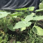 ハルサー畑仕事