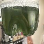 泥藍の発酵建て