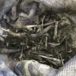 琉球藍の発酵建て