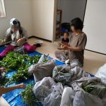 藍の収穫+生葉染9.1