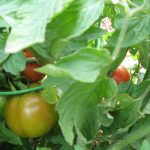 2026うまんちゅ畑