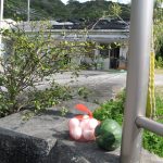 うちなーシードバンク