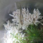 琉球めだか